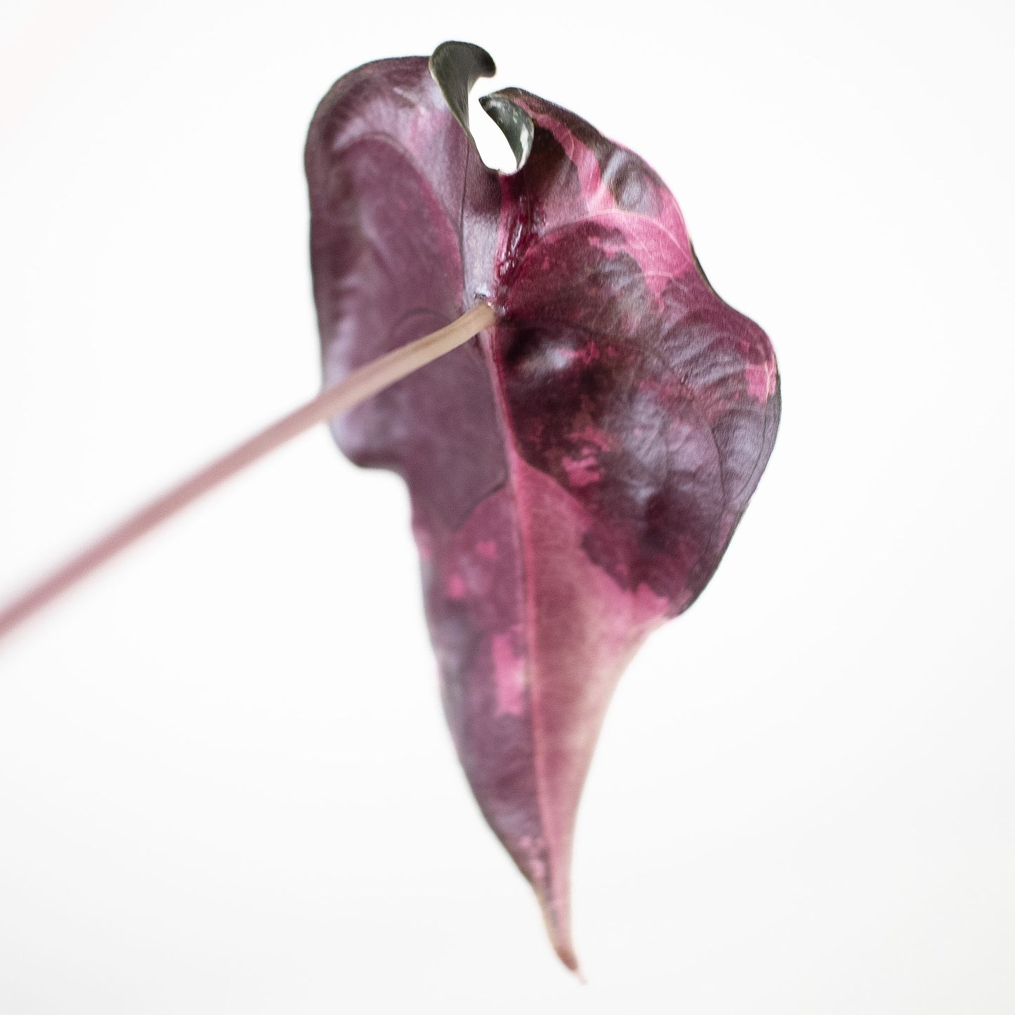 Alocasia 'Chantrieri' Albo/ Pink Variegated (2610)