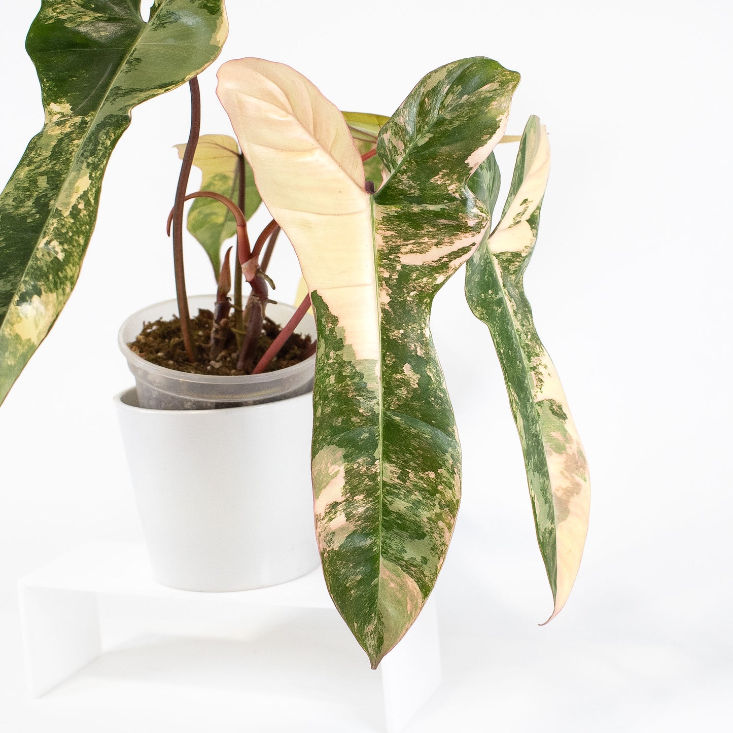 Philodendron Florida Beauty x Billietiae (2613)