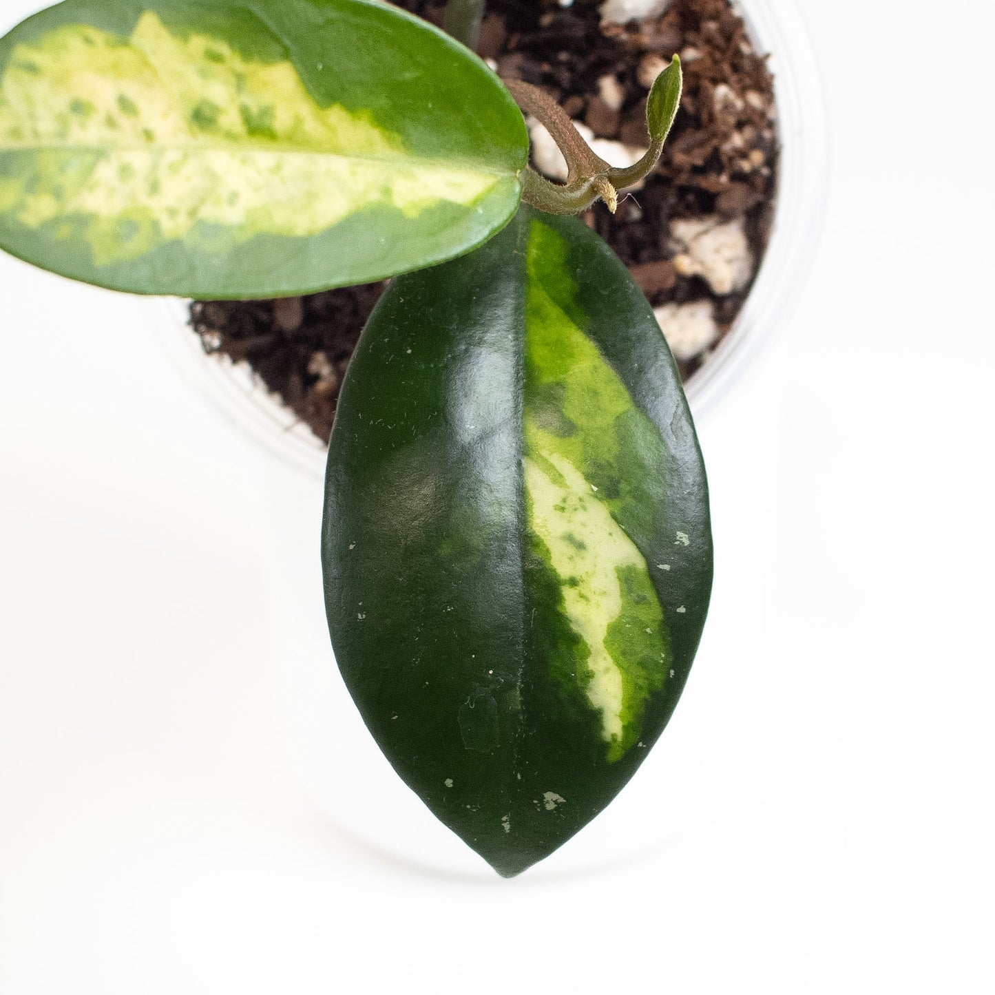 Hoya Madara 'Green Edge' Kunzo Lineage (2614)