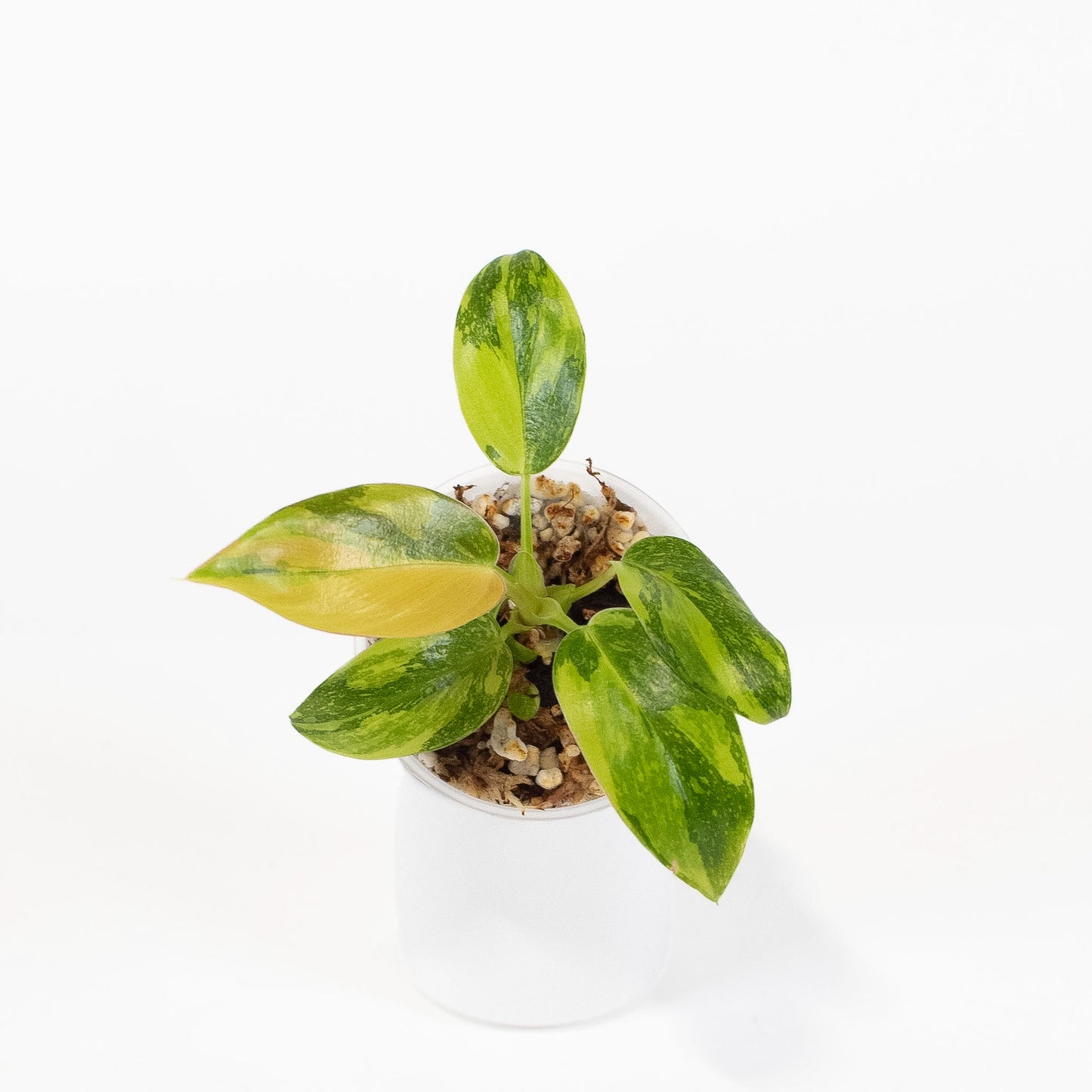 Philodendron Green Congo Nuclear (2615)