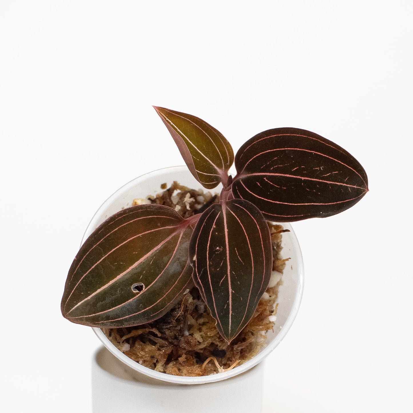 "Ludisia Discolor" Jewel Orchid (2602)
