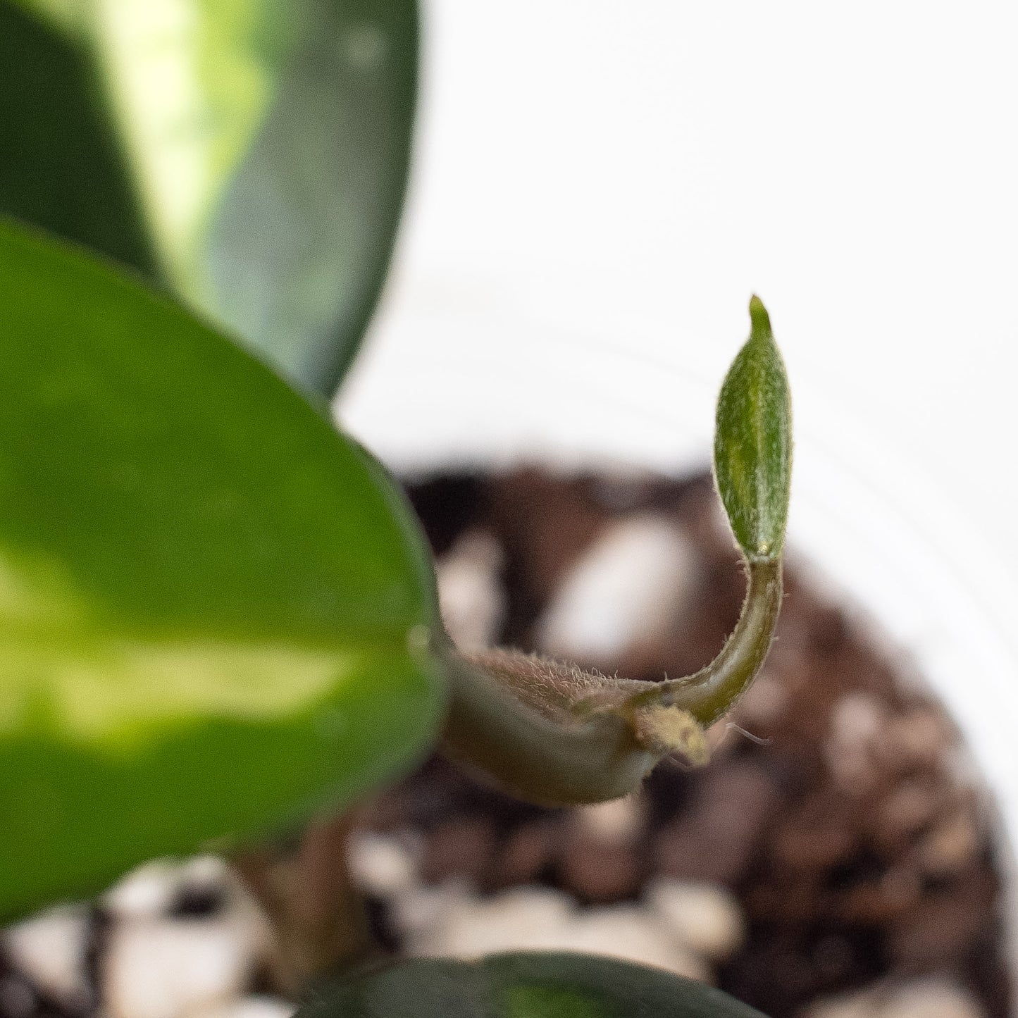 Hoya Madara 'Green Edge' Kunzo Lineage (2614)