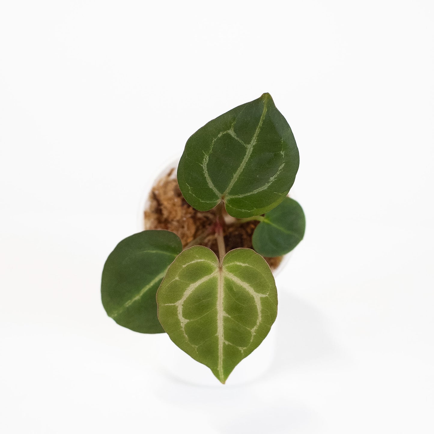 Anthurium (Carla) x (Red Crystallinum Dark Form) (2604)