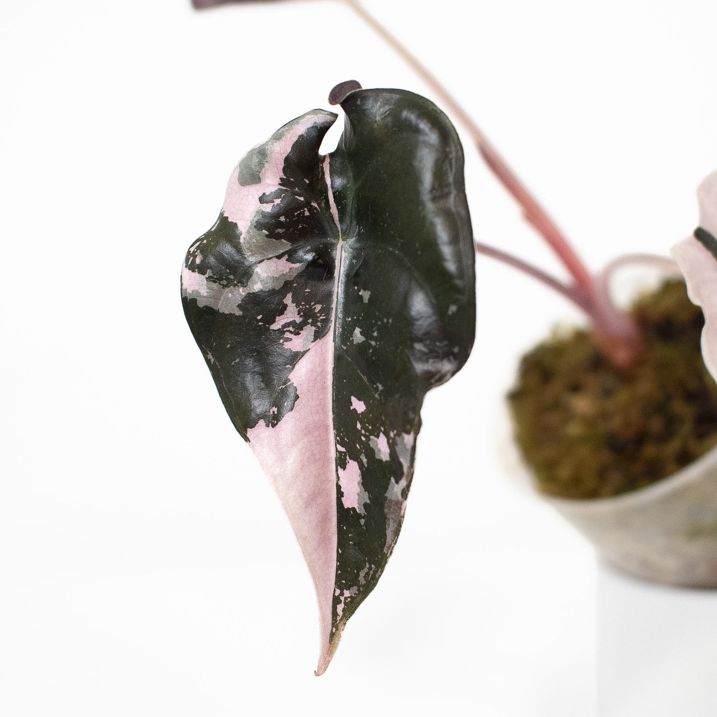 Alocasia 'Chantrieri' Albo/ Pink Variegated (2610)