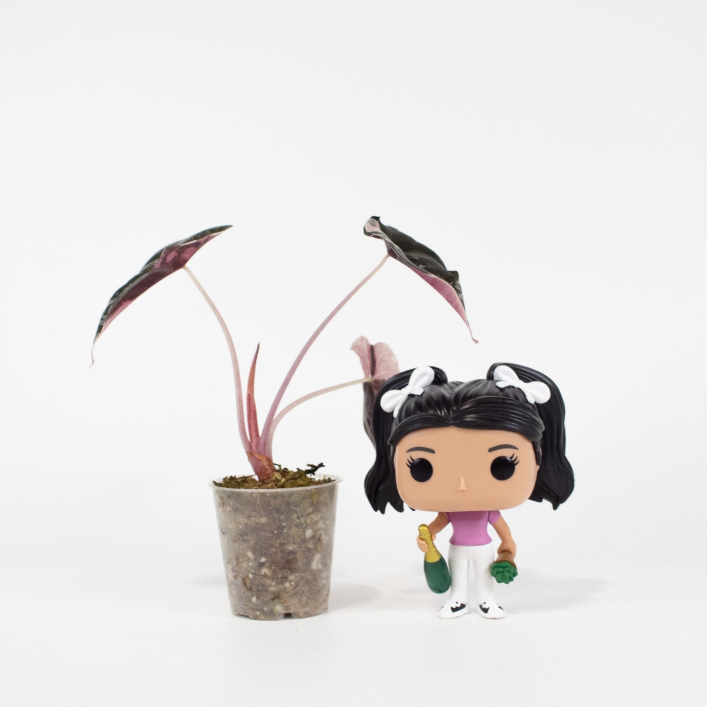 Alocasia 'Chantrieri' Albo/ Pink Variegated (2610)