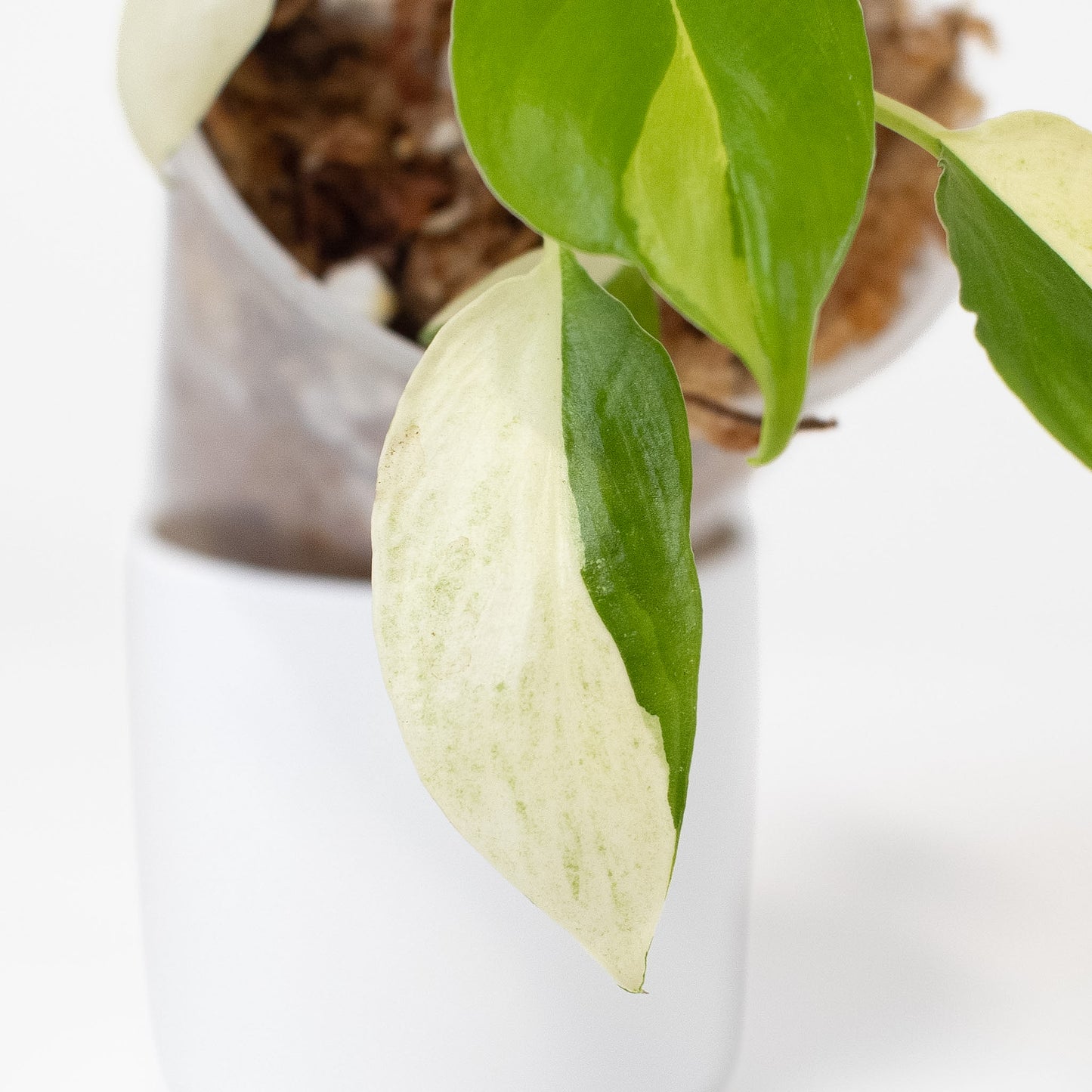 Homalomena 'Cream Frost' (2617)