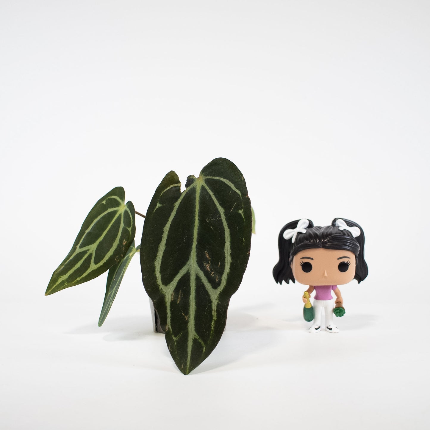 Anthurium 'Carlablackiae' RA10 x OG2 (2601)