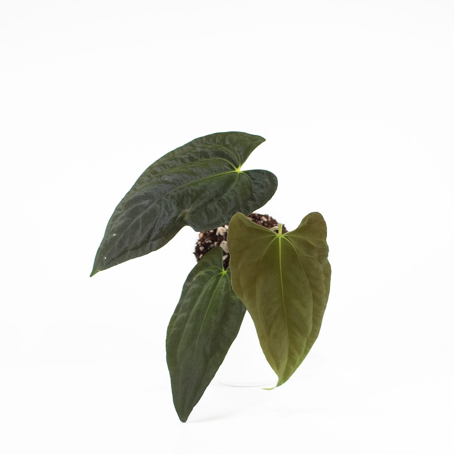 Anthurium RA4 x Fortsherman (2600)