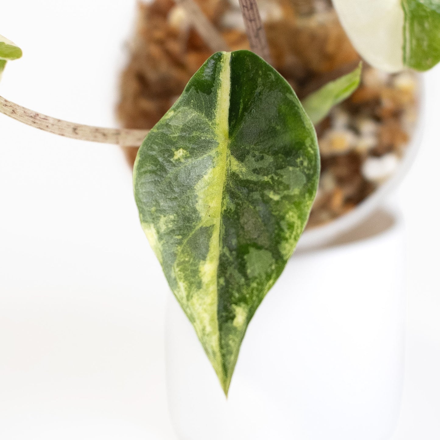 Alocasia 'Sedenii' Aurea (2616)