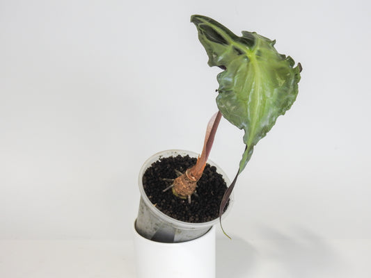 Alocasia 'Venom’ *mother plant* (3000)