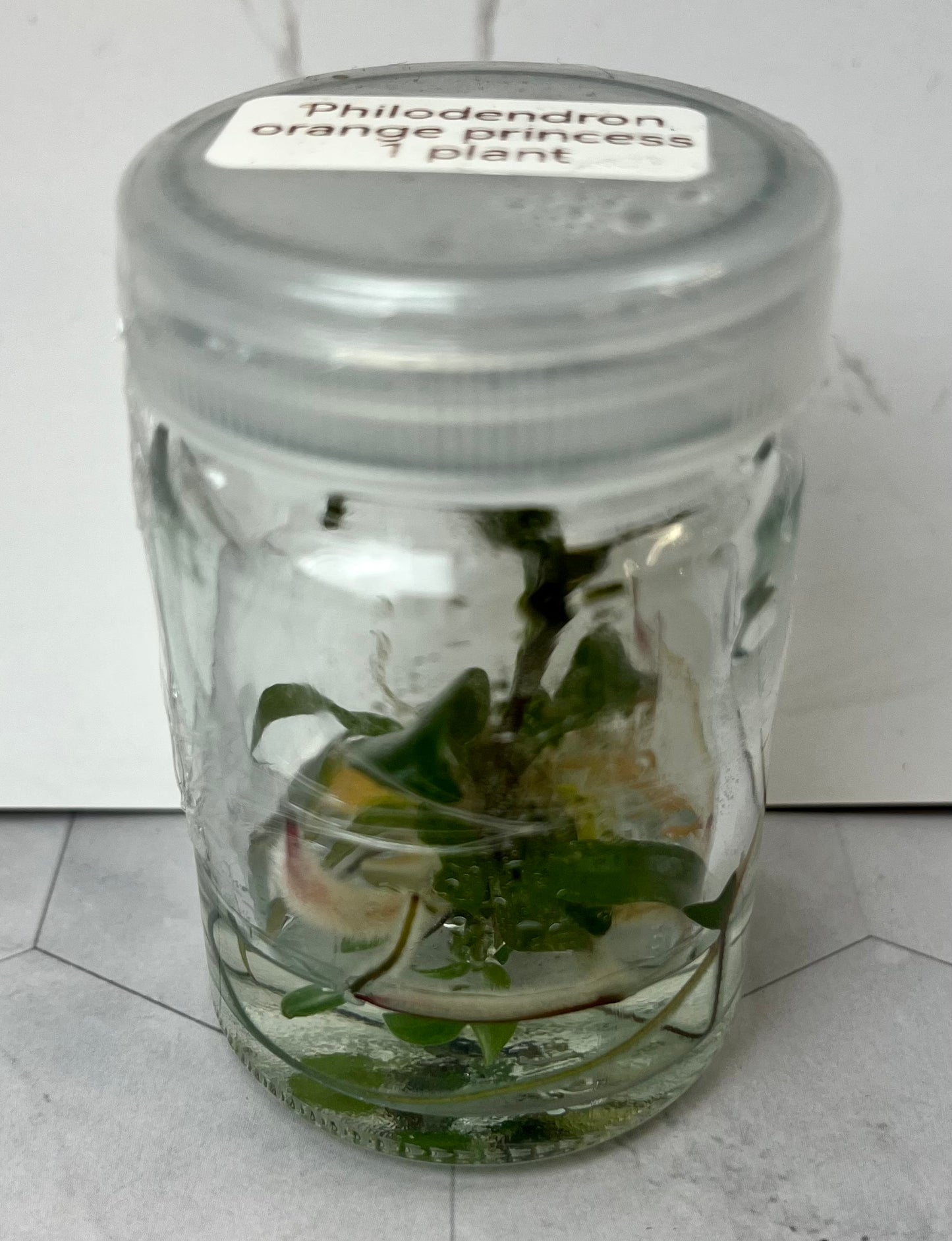 Tissue Culture- Philodendron Orange Princess (Sellers Choice)