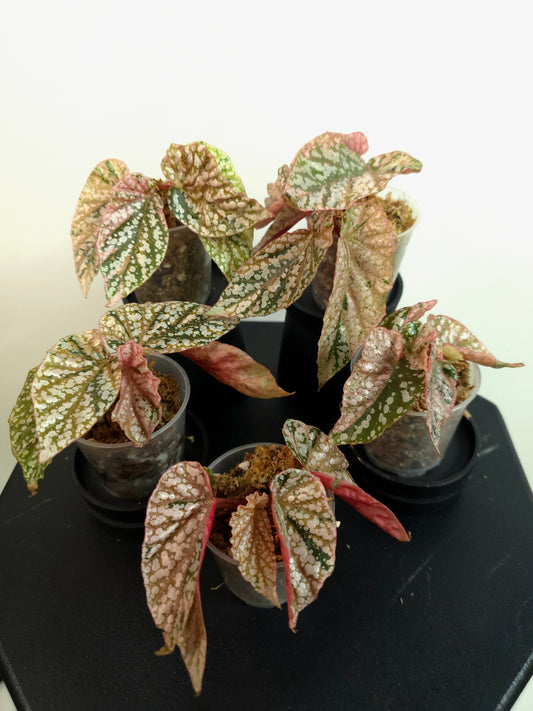 Begonia 'Snow Capped' Variegated *Growers Choice*