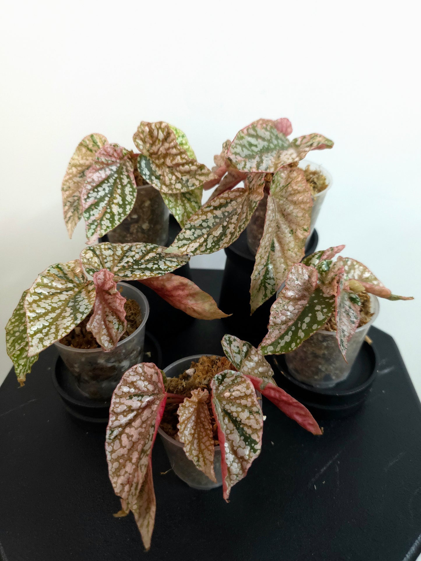 Begonia 'Snow Capped' Variegated *Growers Choice*