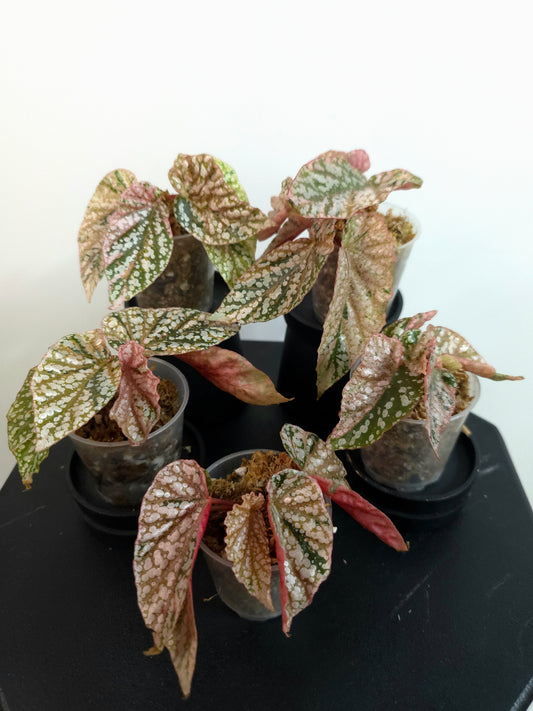 Begonia 'Snow Capped' Variegated *Growers Choice*