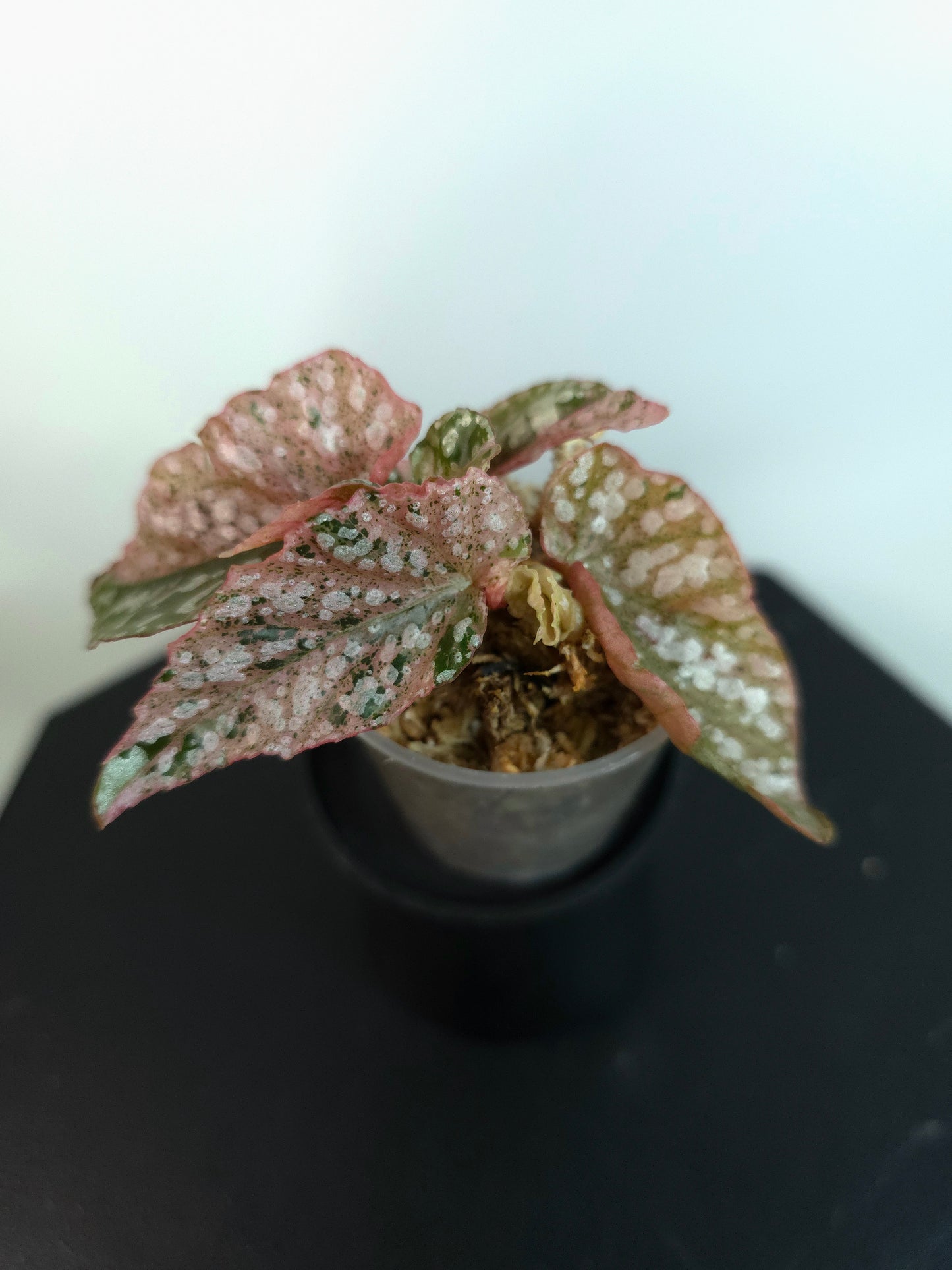 Begonia 'Snow Capped' Variegated *Growers Choice*