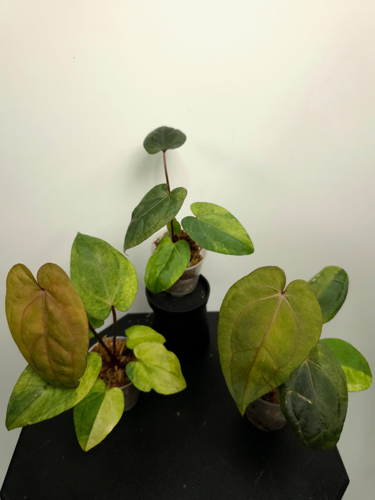 Anthurium RVDP x Red Crystallinum Variegated *Growers Choice*