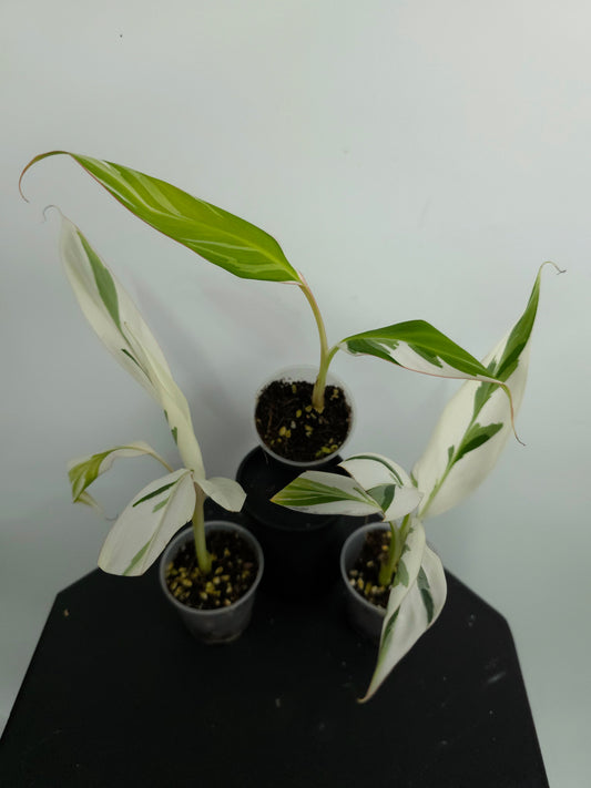 Musa 'Florida' Variegated Banana Tree *Growers Choice*