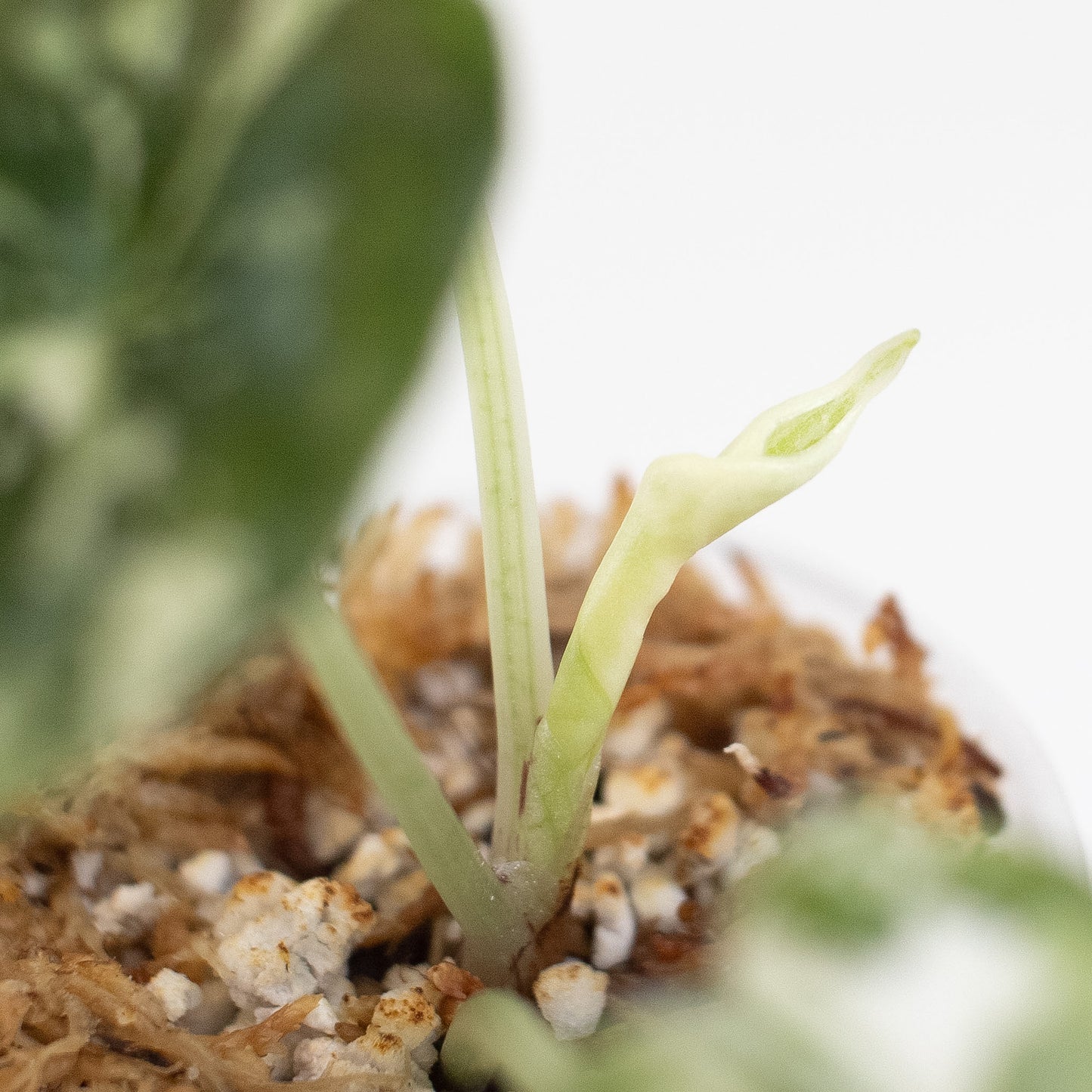 Alocasia 'Melo' Albo Variegated (2607)