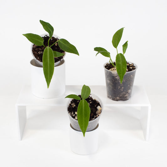 Anthurium Warocqueanum *Growers Choice*
