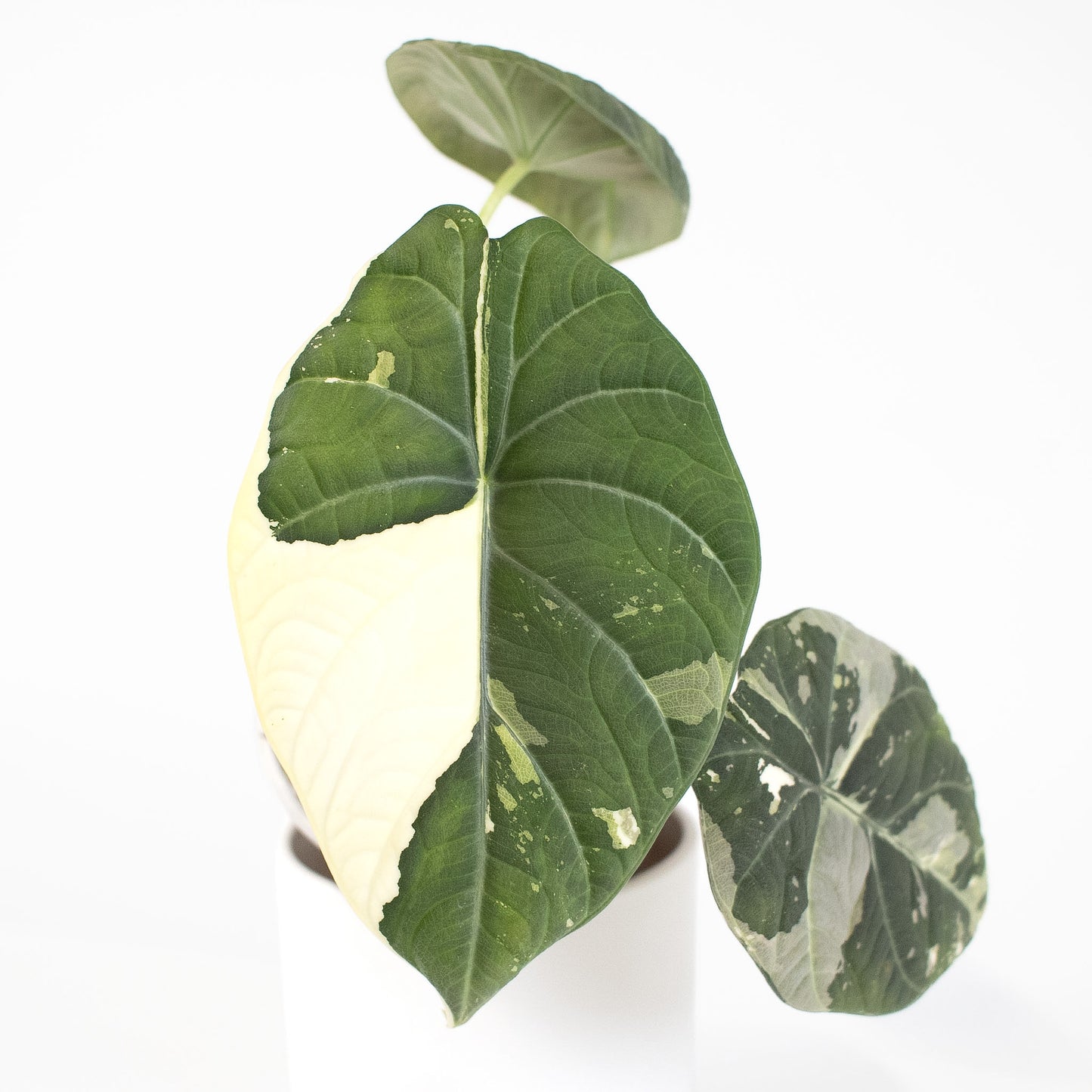 Alocasia 'Maharani' Albo Variegated (2606)