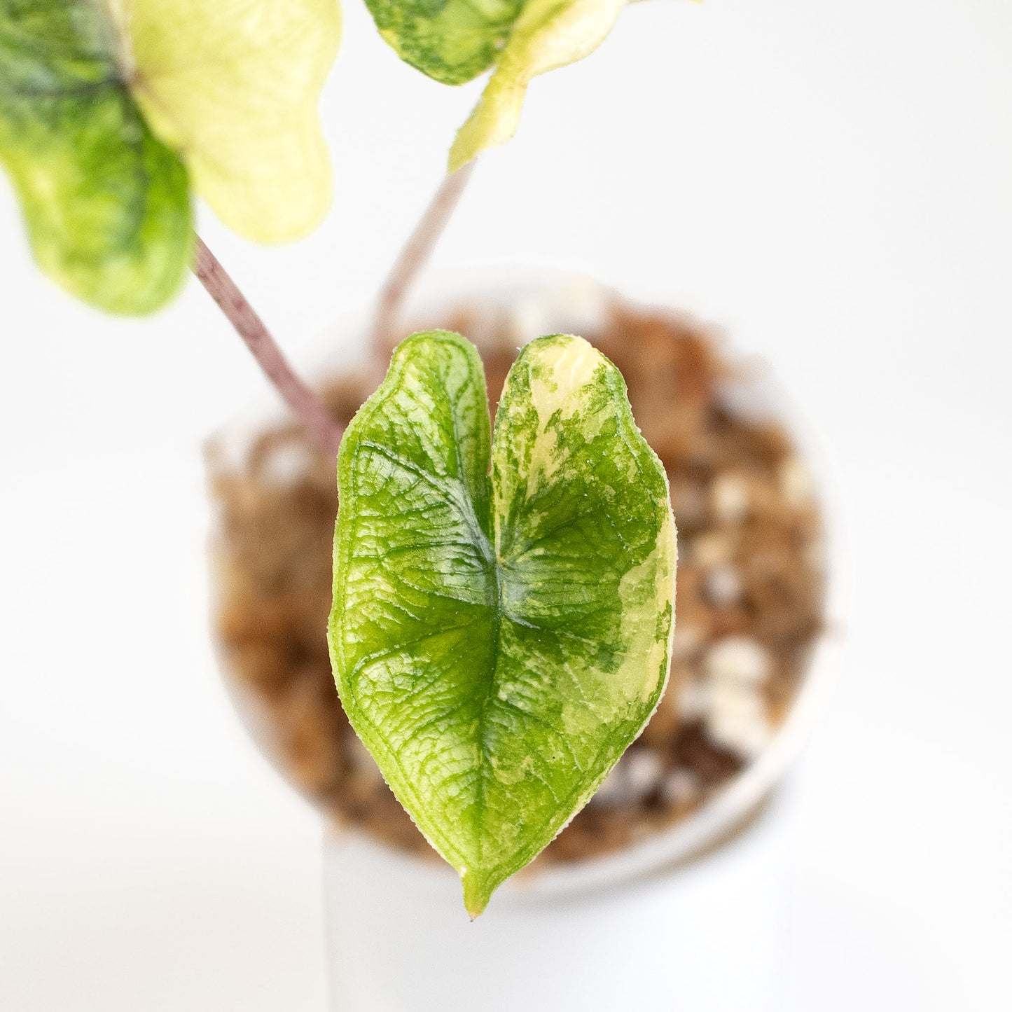 Alocasia Jacklyn "Mystic" Variegated (2608)