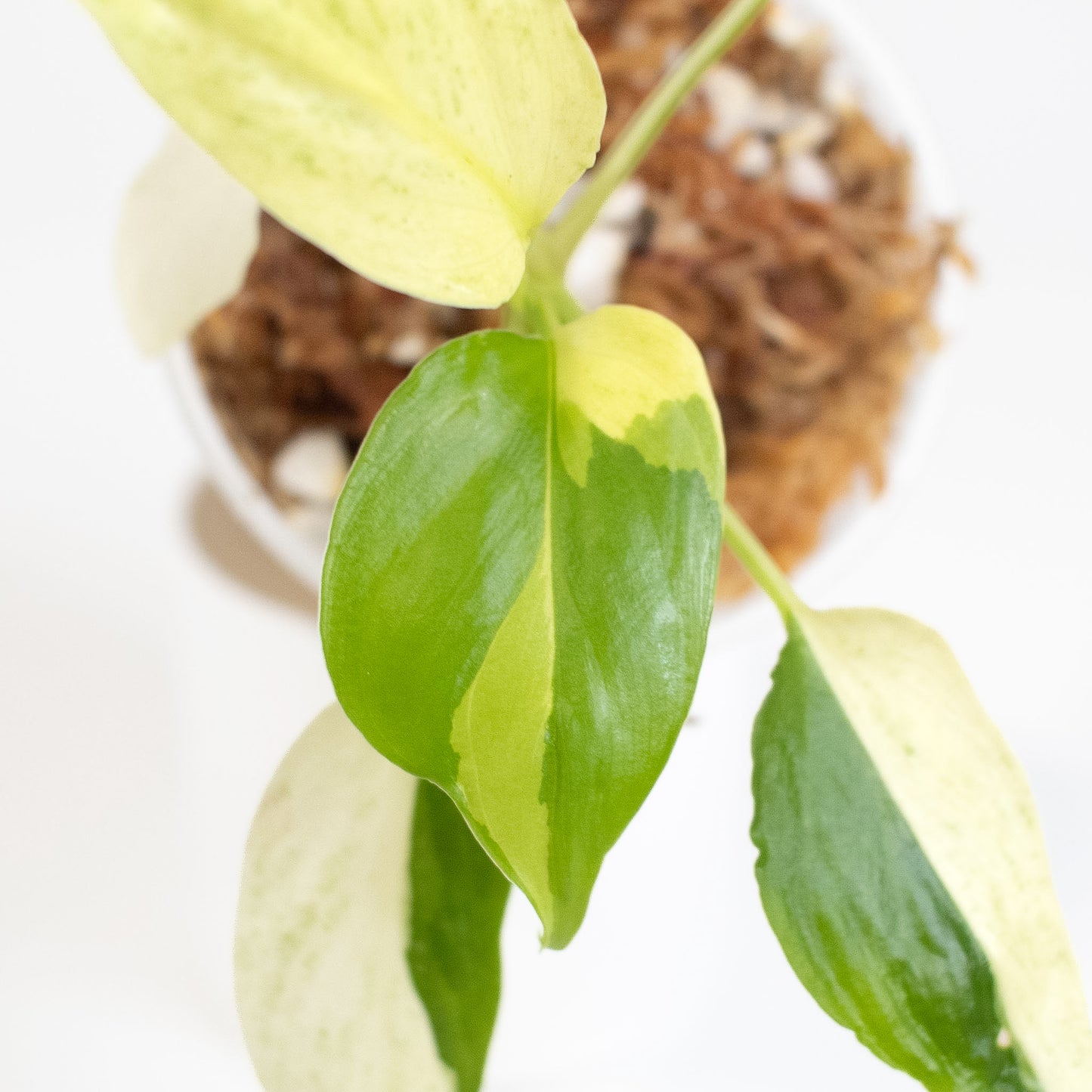 Homalomena 'Cream Frost' (2617)