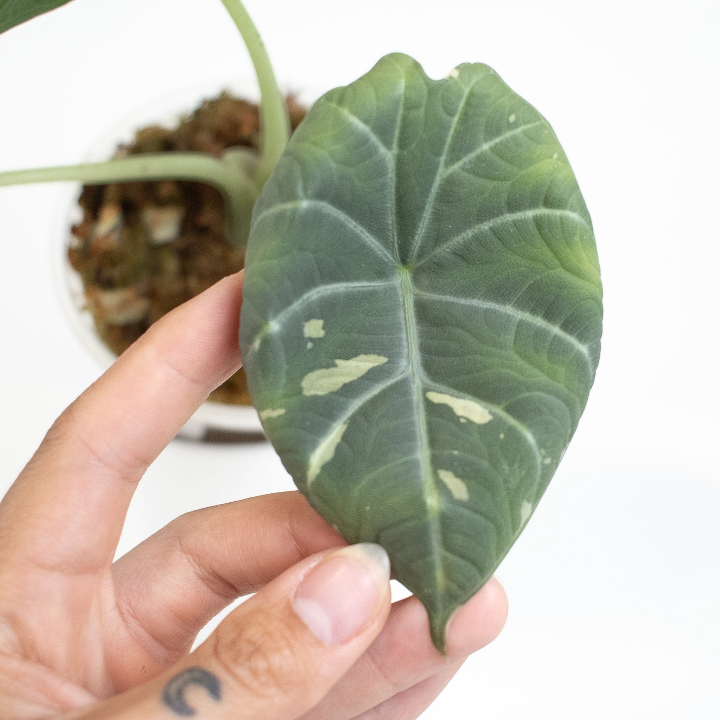 Alocasia 'Maharani' Albo Variegated (2606)