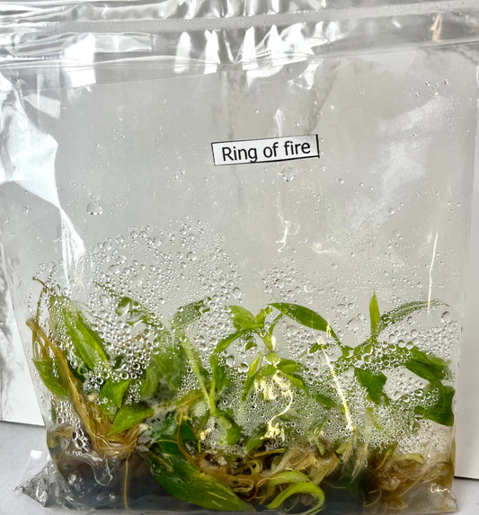 *5 Pack* Tissue Culture- Philodendron Ring of Fire (Sellers Choice)