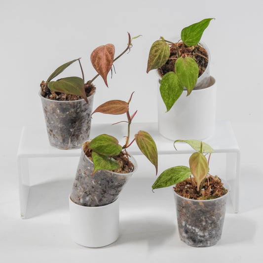 Philodendron Micans Pink Mint *Growers Choice*