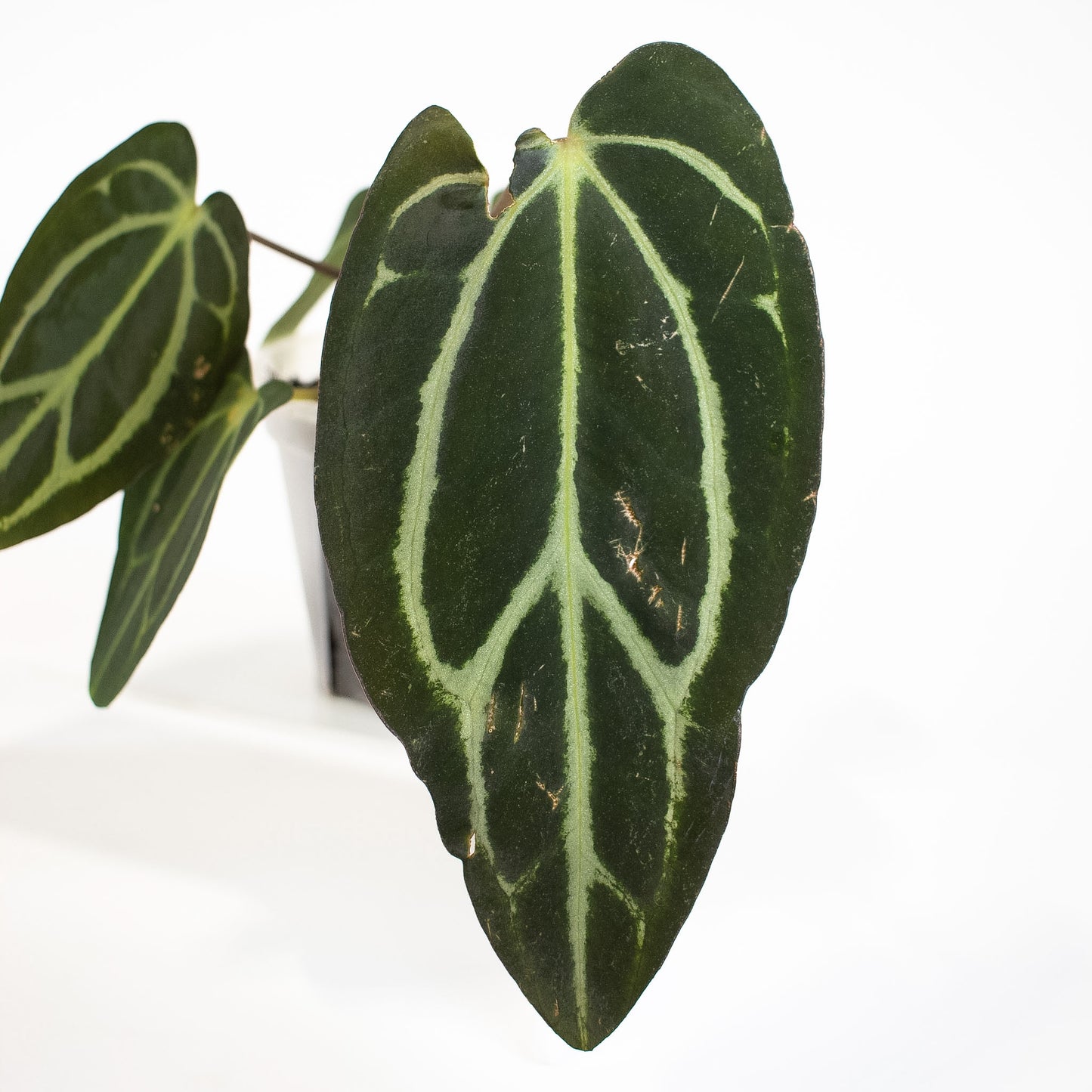 Anthurium 'Carlablackiae' RA10 x OG2 (2601)
