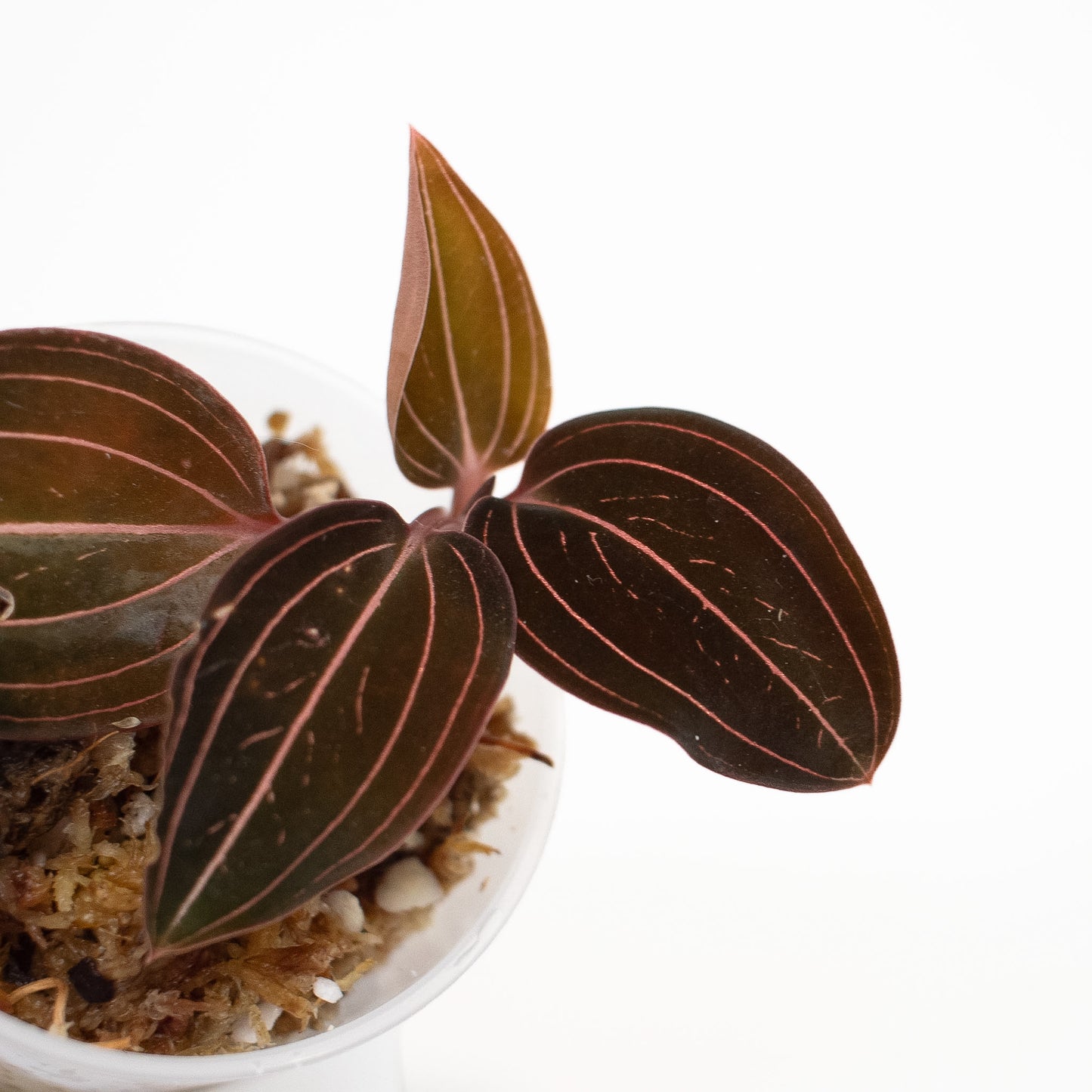 "Ludisia Discolor" Jewel Orchid (2602)