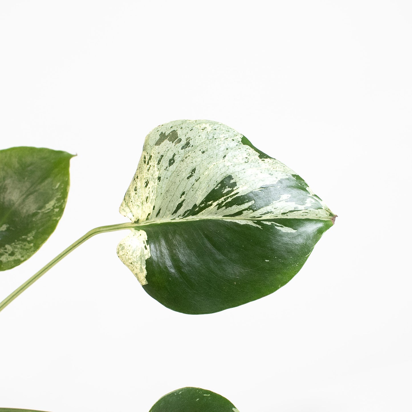 Monstera Deliciosa 'Vietciosa' (2620)
