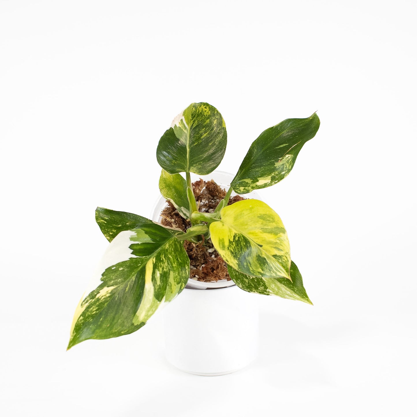 Philodendron White Wizard Tricolor (2619)