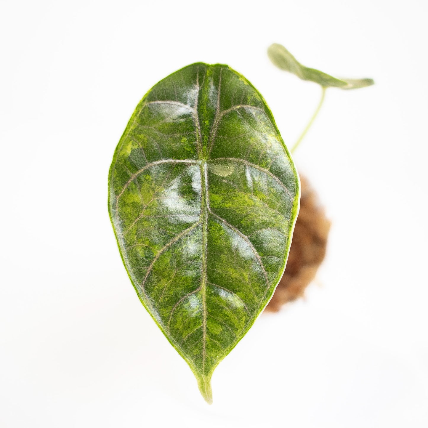 Alocasia Azlanii Aurea (2612)