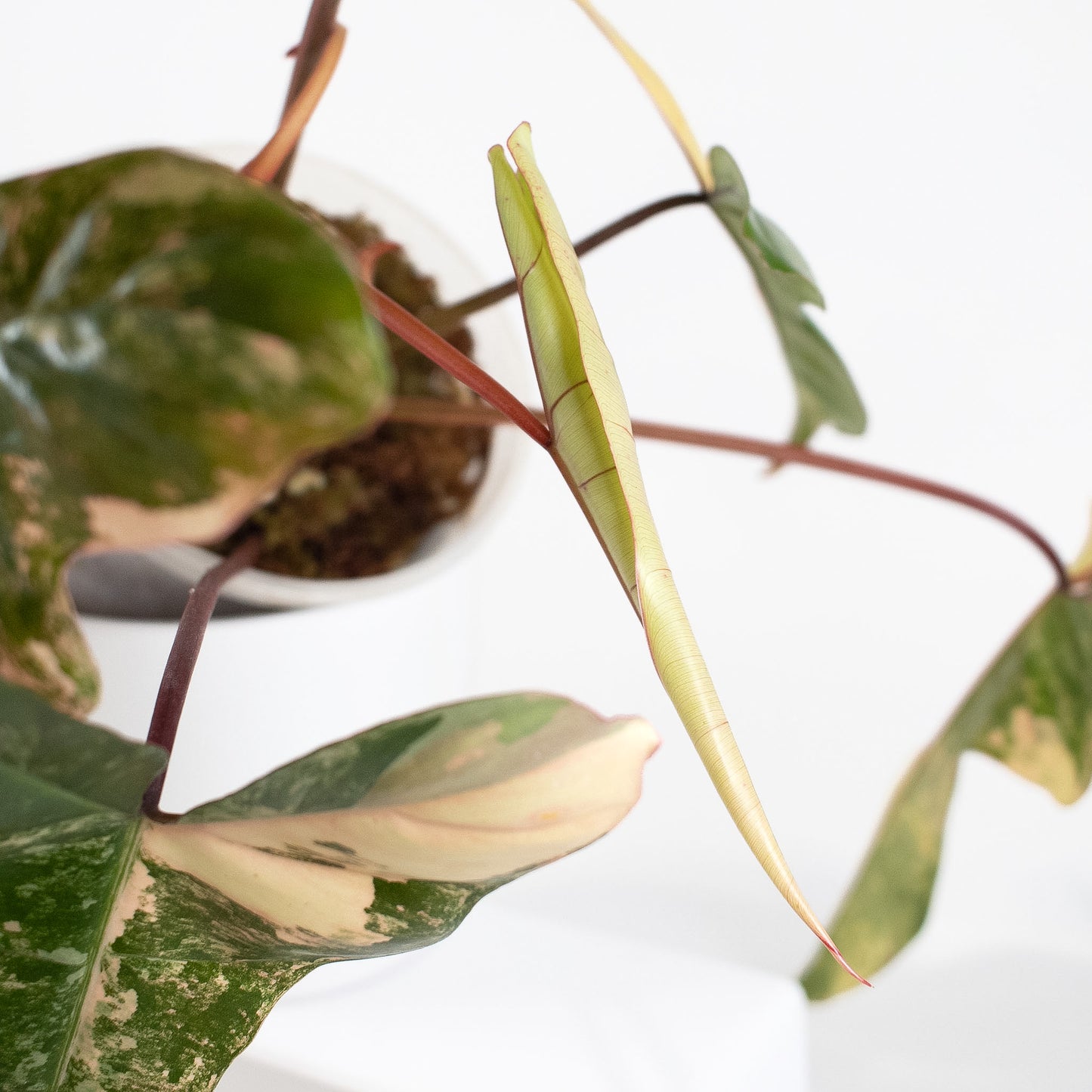 Philodendron Florida Beauty x Billietiae (2613)