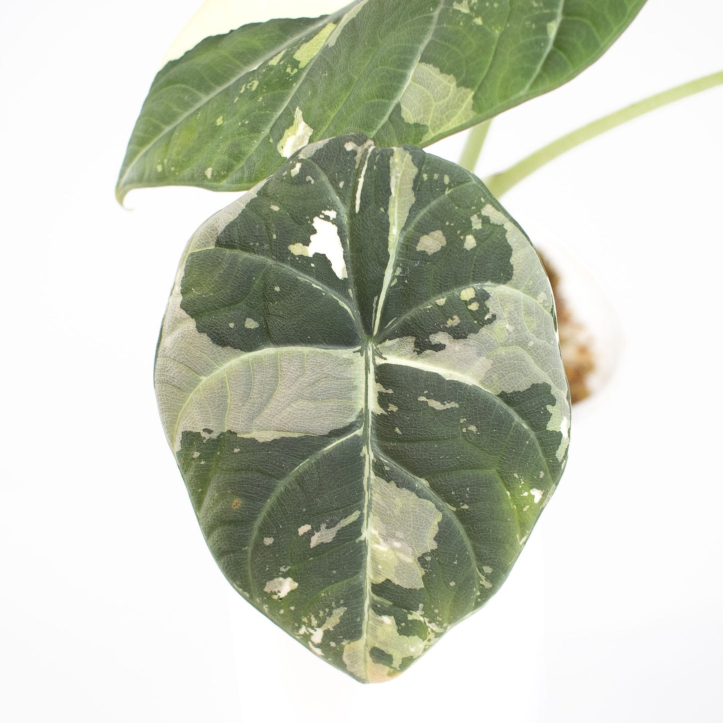 Alocasia 'Maharani' Albo Variegated (2606)
