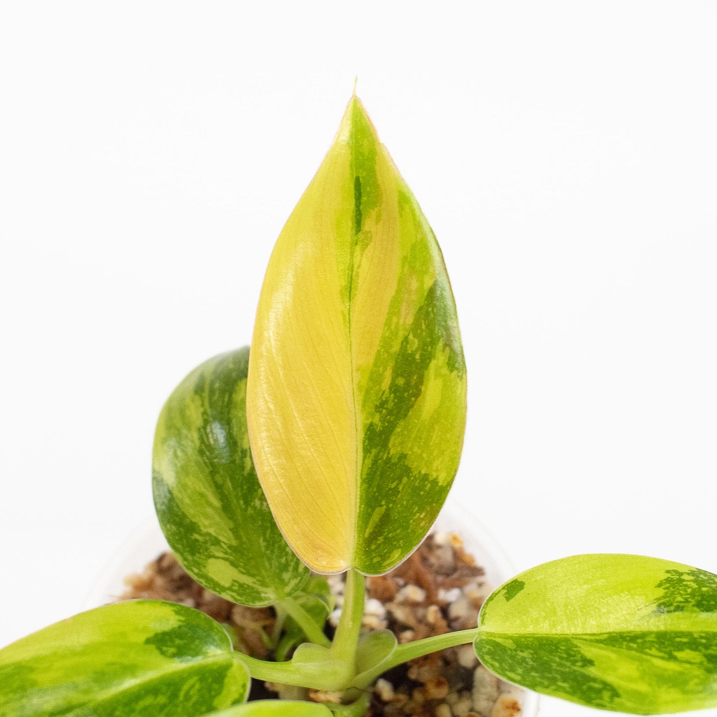 Philodendron Green Congo Nuclear (2615)
