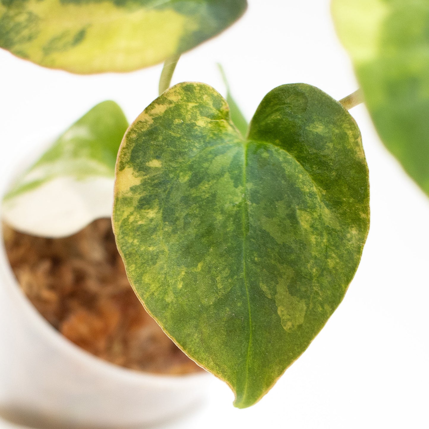 Anthurium Papilliminum Variegated x RVDP (2603)