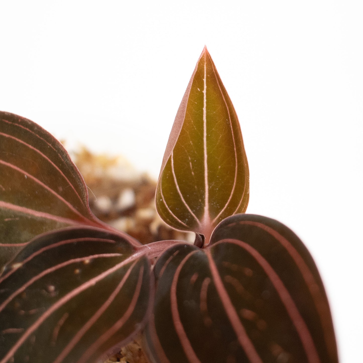 "Ludisia Discolor" Jewel Orchid (2602)