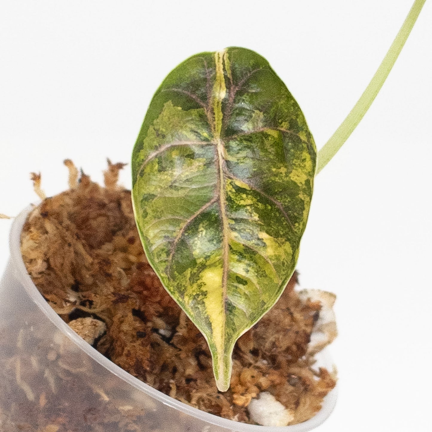 Alocasia Azlanii Aurea (2612)