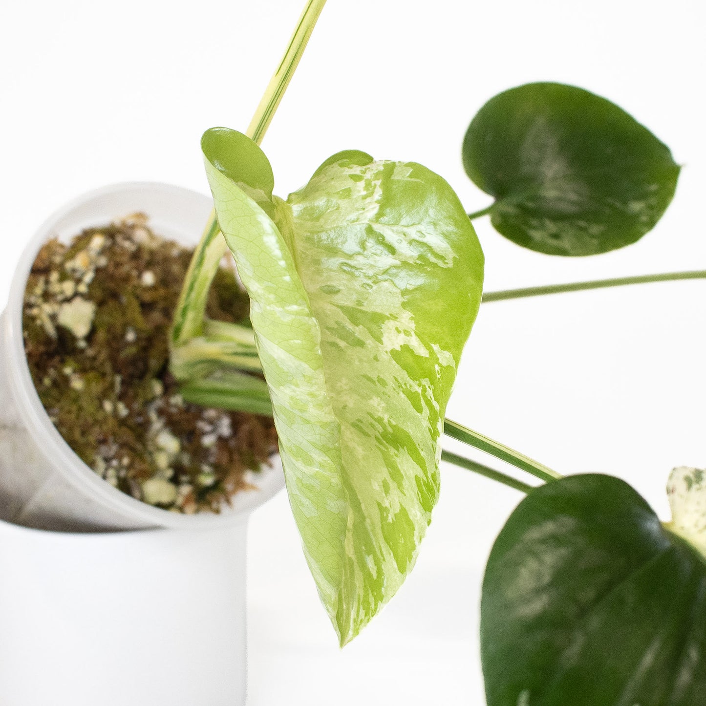 Monstera Deliciosa 'Vietciosa' (2620)