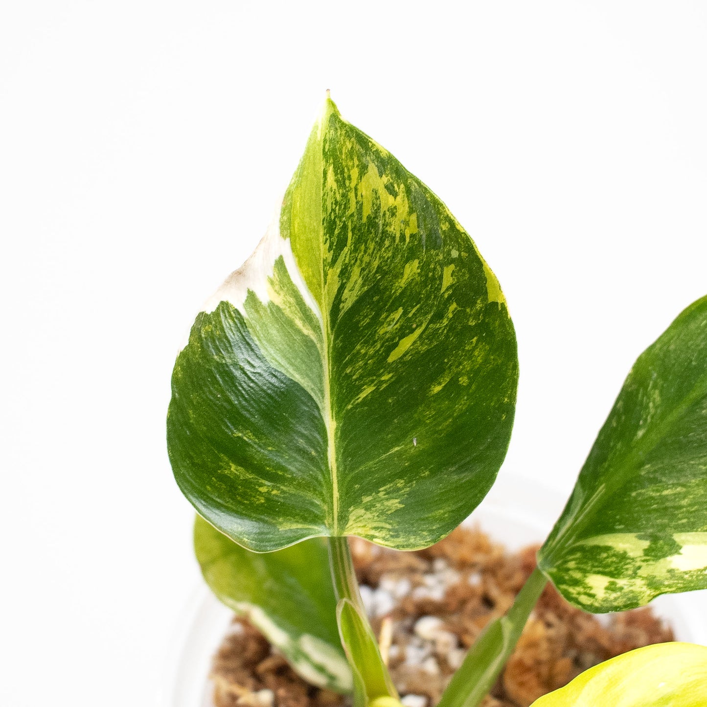 Philodendron White Wizard Tricolor (2619)