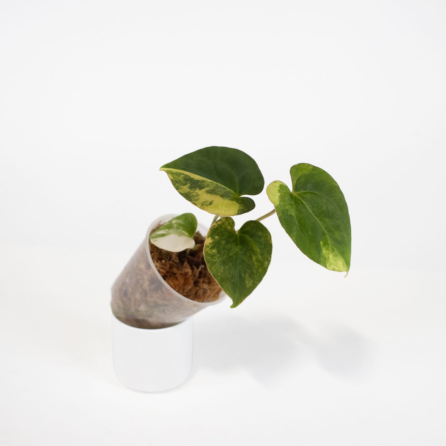 Anthurium Papilliminum Variegated x RVDP (2603)