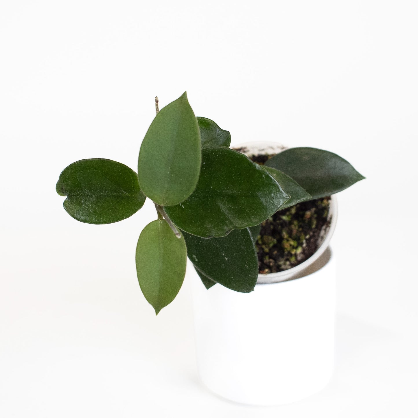 Hoya 'Chouke' *Growers Choice*