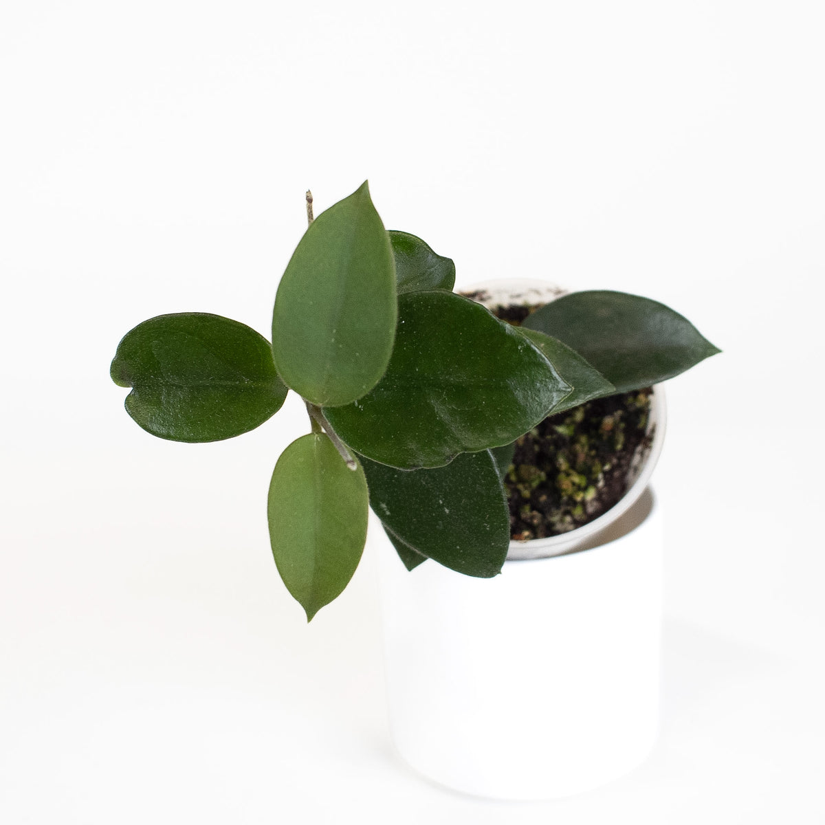 Hoya 'Chouke' *Growers Choice*