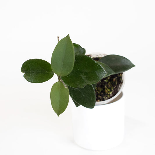 Hoya 'Chouke' *Growers Choice*