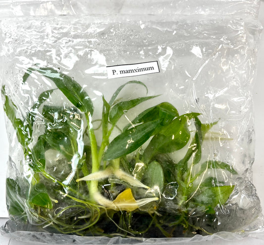 *5 Pack* Tissue Culture- Philodendron Maximum (Sellers Choice)