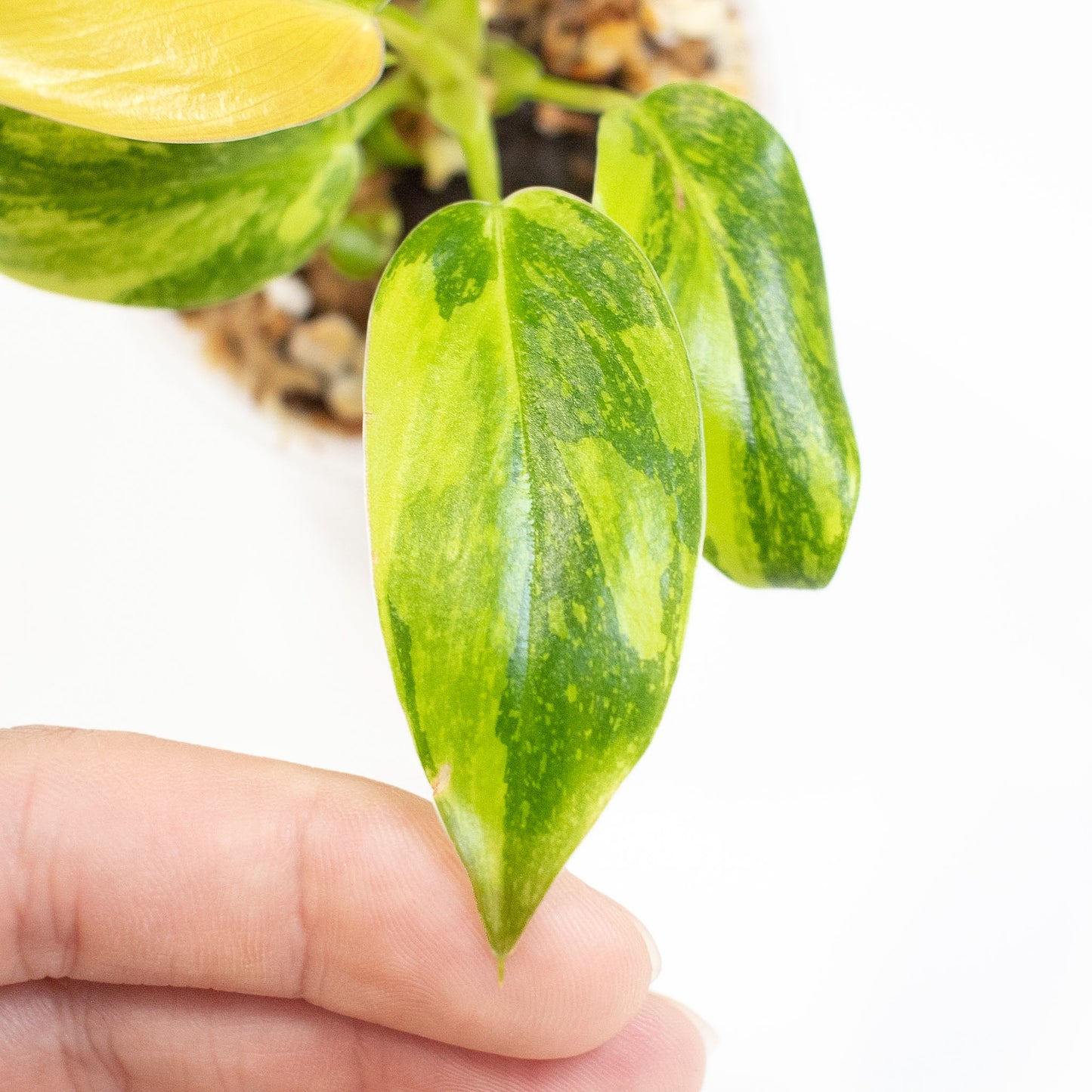 Philodendron Green Congo Nuclear (2615)
