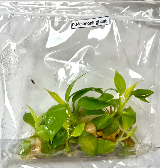 *5 Pack* Tissue Culture- Philodendron Melononii Ghost (Sellers Choice)