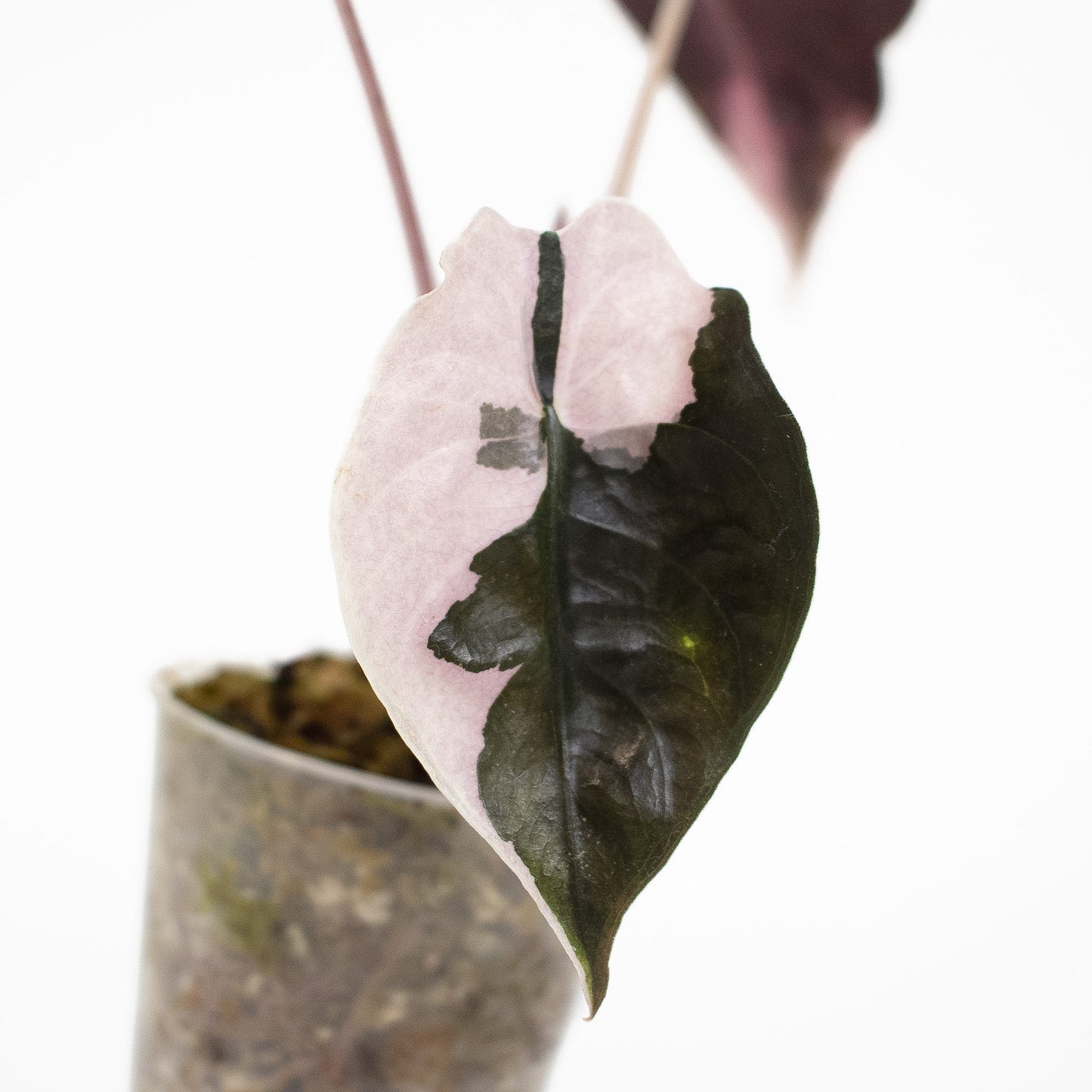 Alocasia 'Chantrieri' Albo/ Pink Variegated (2610)